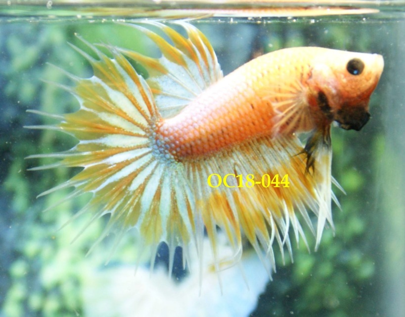 king betta for sale