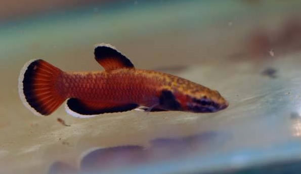 wild type betta fish