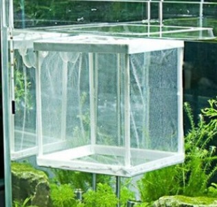 Aquarium Mesh Breeder Box